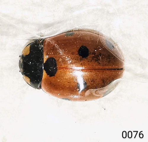 Coccinellidae coccinella - coccinellidae,