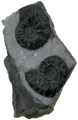 Trias paranevadite sp - trias,