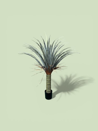 Yucca artificiale - yucca,