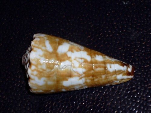 Conus distans chinoi - conus,