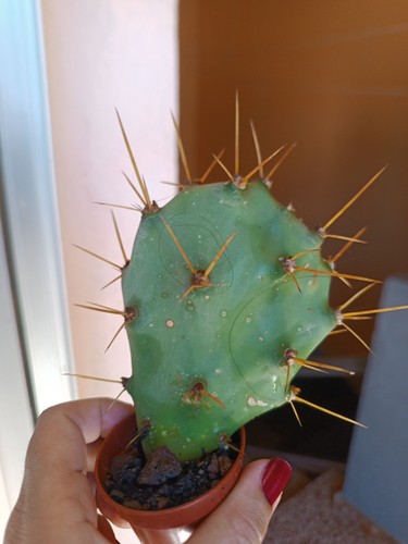 Opuntia dilleni tuno indio con - dilleni,