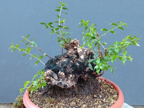 Bonsai mirto selvatico - bonsai, 30x20cm