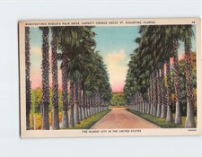 Cartolina Washingtonia Robusta
