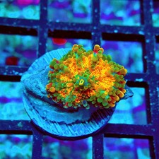 WYSIWYG - Ricordea Yuma Orange
