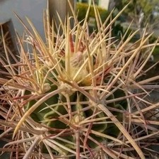 Echinocactus parryi L 1372 s