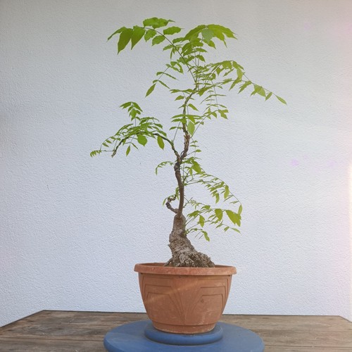 Bonsai glicine yamadori - glicine,