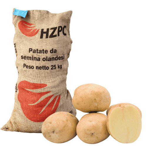 Seme patate sifra 65 - seme,