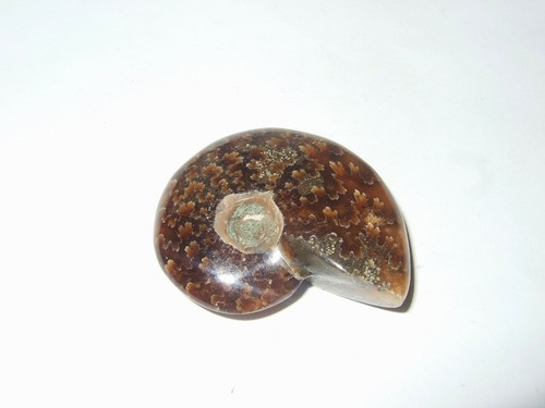 Fossili ammonite - -,