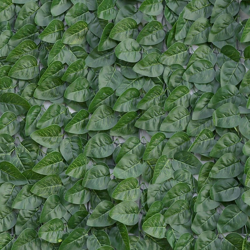 Divy laurus pro 150x300 - laurus,