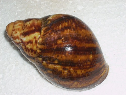 Archachatina marginata ovum - archachatina,