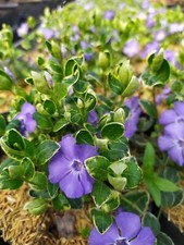 Vinca minor variegata Ralph