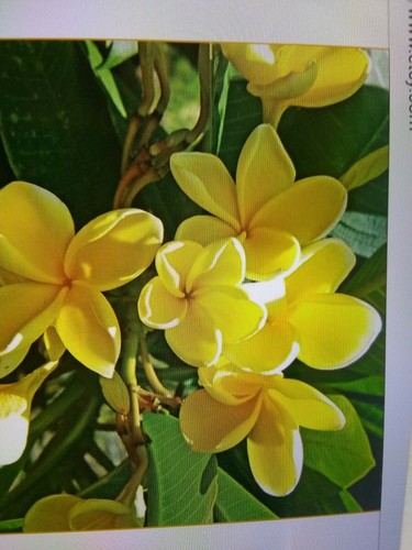 Taglio piante plumeria - di,