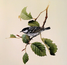 J F Lansdowne Birds Blackpoll