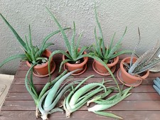 Piante Aloe Vera 25/30 Cm