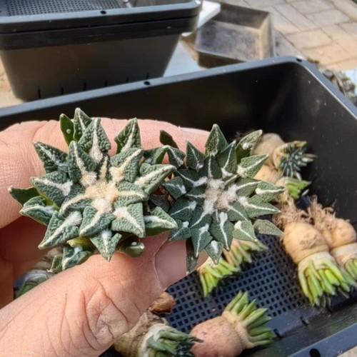 Pezzo radice di semi - 1,