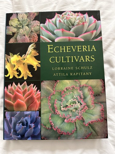 Echeveria cultivars schulz - echeveria,