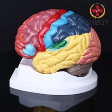 Anatomia modello area