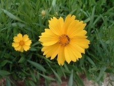 n.1 pianta di Coreopsis G