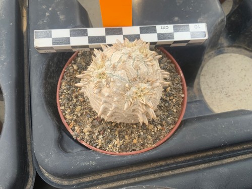 356 pachypodium brevicaule - 356,