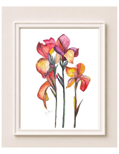 Stampa acquerello fiori cannas - stampa,