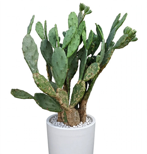 Fico india opuntia chumbera - fico,