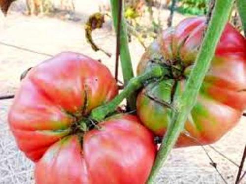 POMODORO