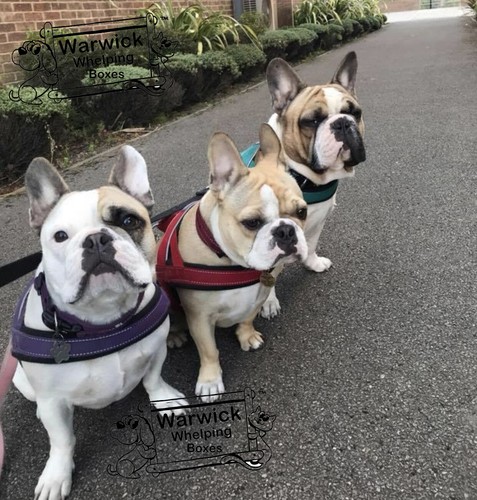 Imbracatura imbottita per cani - imbottita,