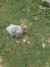 Uova Fertili Galline Mix