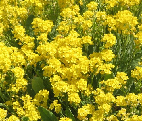 Alyssum cesto giallo - cesto, d'oro