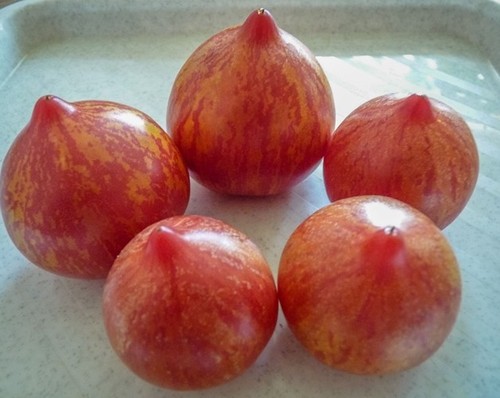 Pomodoro kozula 133 - kozula,