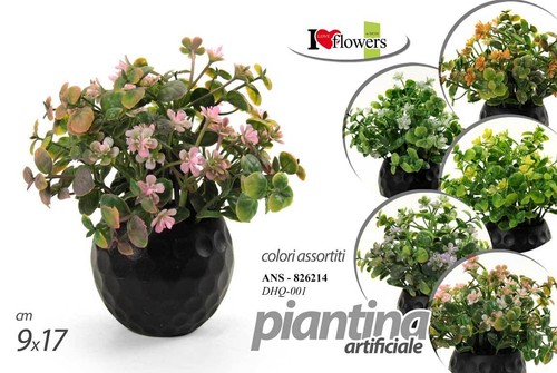 Pianta piantina con vaso - piantina, fiore