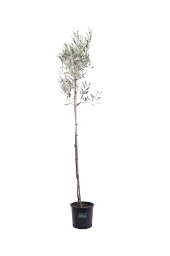 Pianta ulivo albero olivo - ulivo,