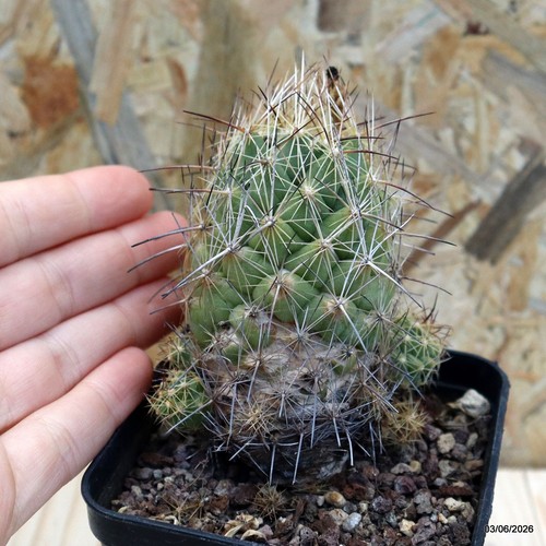 Coryphantha pseudoechinus vaso - coryphantha,