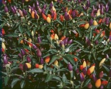 PEPERONCINO - Capsicum annuum