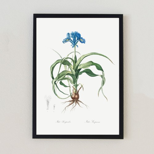 Illustrazione fiore botanico