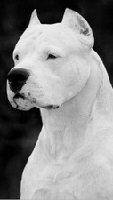 DOGO ARGENTINO DOG - REGALO /
