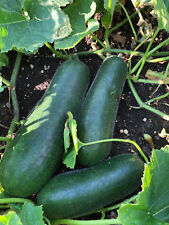 Wachskürbis Benincasa hispida