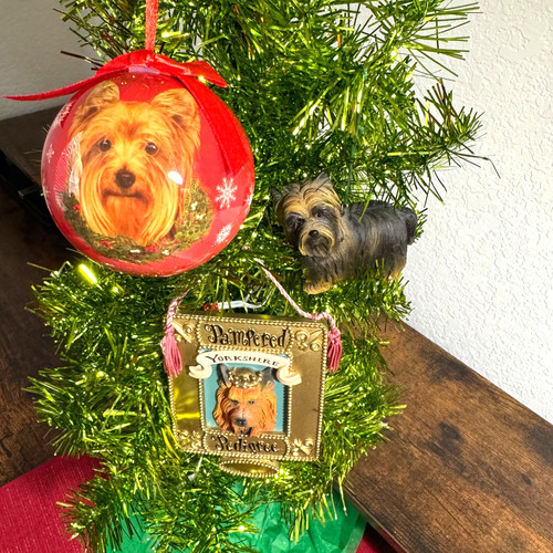 Yorkshire terrier cane - terrier,