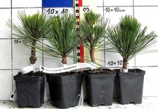 Pinus thunb thunderhead - thunb., ++thunderhead++