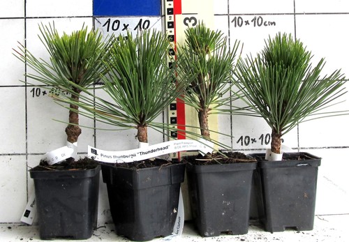 Pinus thunb thunderhead - pinus, thunb.