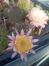 20 Semi Pianta Grassa Lobivia hertrichiana Cactacea Succulent Seeds