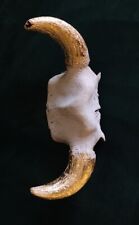 CORNA TORO TROFEO DI CACCIA Con Decorazione Foglia Oro TASSIDERMIA TAXIDERMY