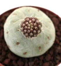 Tephrocactus geometricus TWO