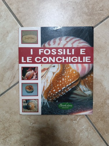 Fossili le conchiglie - i,