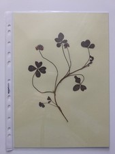 QUADRIFOGLIO VERO - 2