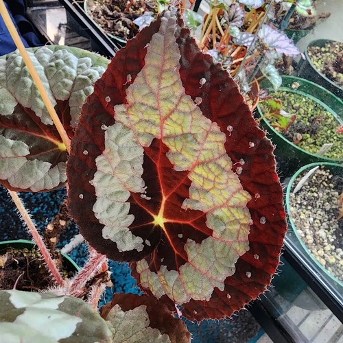 Sale2150 begonia rex - sale2150,