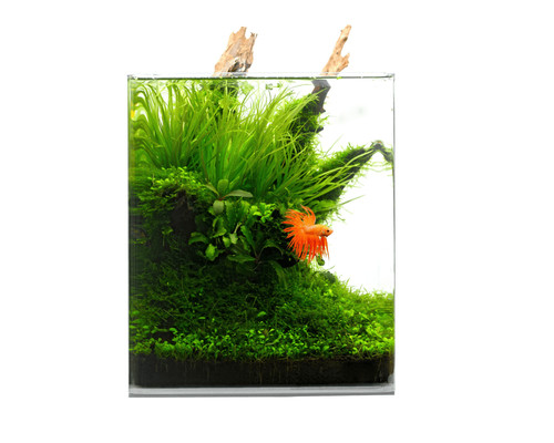 Natureholic crystal clear cube - crystal,