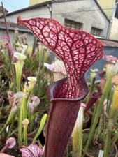 Sarracenia leucophylla