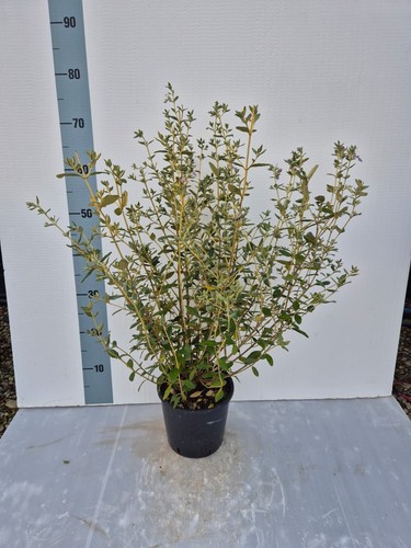 Teucrium camedrio pianta in - teucrium,