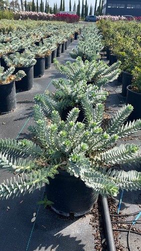 Euphorbia myrsinites grande - -,